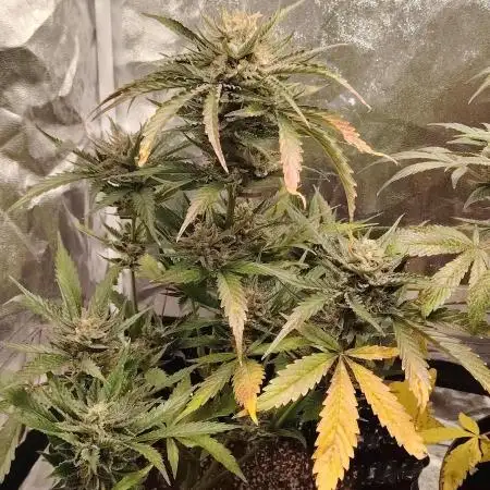 Auto moonrock