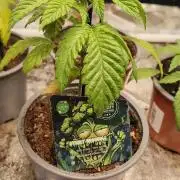 Eternity Grow Cup 2026 Sticky Broccoli