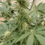 Bruce banner outdoor