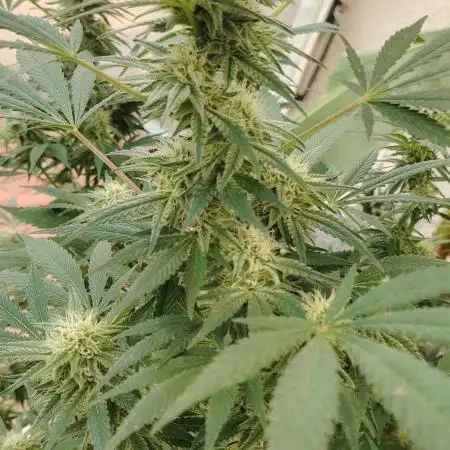 Bruce banner outdoor