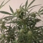 DIVINE SEEDS Auto moon rock