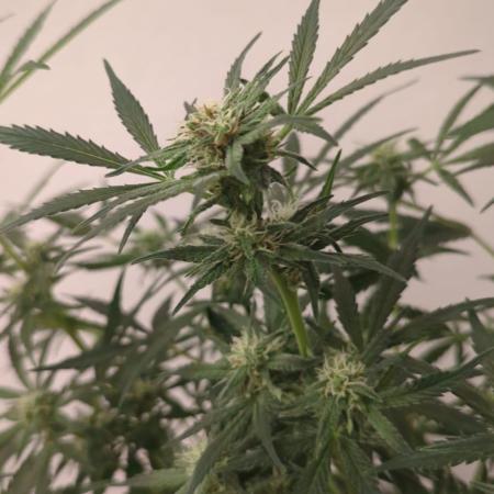 DIVINE SEEDS Auto moon rock