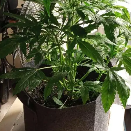 DIVINE SEEDS Auto Fractal