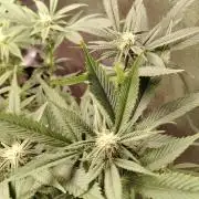 Zamnesia Ghost Train Haze *_*