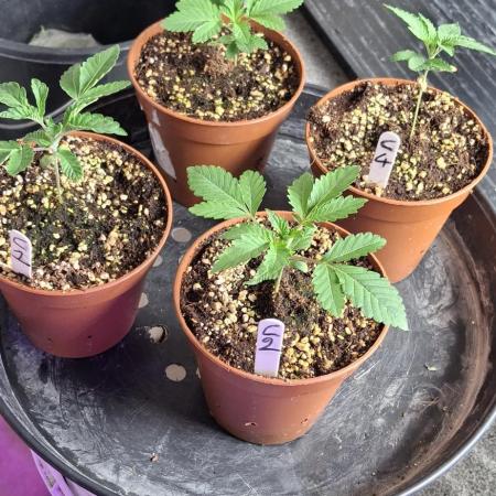 Fire Og , Iced Peach, HG23, Apple Crumbl