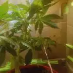 First auto grow 4 year old horse poop
