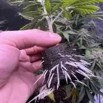 BLACK MUFFIN FF CLONE