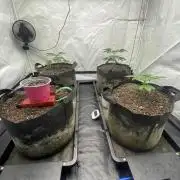 Punch Pie - Kritikal Bilbo - Candygaz