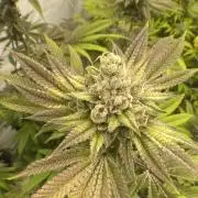 Punch Pie - Kritikal Bilbo - Candygaz