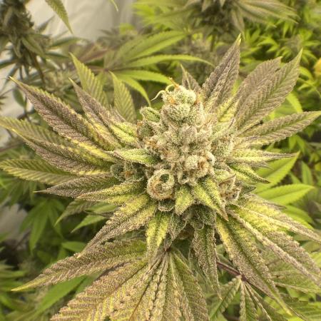 Punch Pie - Kritikal Bilbo - Candygaz