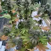 Punch Pie - Kritikal Bilbo - Candygaz