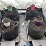 Punch Pie - Kritikal Bilbo