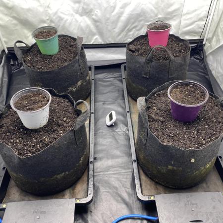 Punch Pie - Kritikal Bilbo