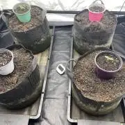 Punch Pie - Kritikal Bilbo