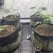 Punch Pie - Kritikal Bilbo - Candygaz