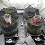 Punch Pie - Kritikal Bilbo - Candygaz