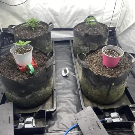 Punch Pie - Kritikal Bilbo - Candygaz