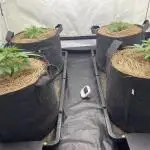 Z-UP Fast buds - 1st Autos