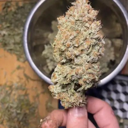 Z-UP Fast buds - 1st Autos