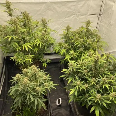 Z-UP Fast buds - 1st Autos