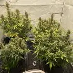 Z-UP Fast buds - 1st Autos