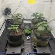 Punch Pie - Kritikal Bilbo - Candygaz