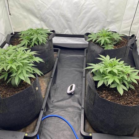 Z-UP Fast buds - 1st Autos