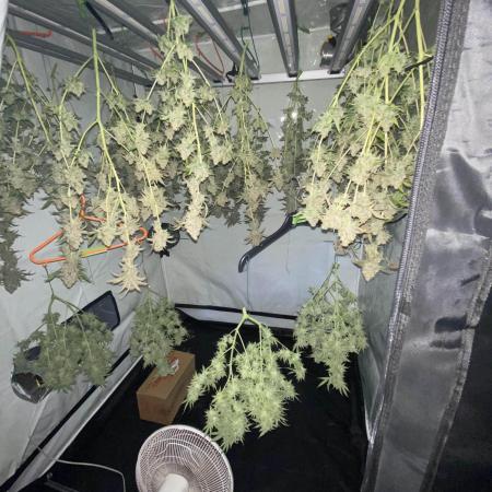 First Indoor SLH-Acapulco Gold-Biscotti
