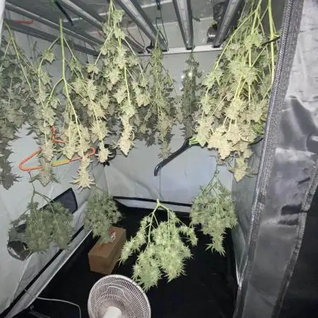 First Indoor SLH-Acapulco Gold-Biscotti