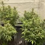 Z-UP Fast buds - 1st Autos