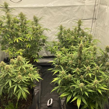 Z-UP Fast buds - 1st Autos