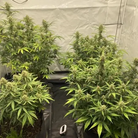 Z-UP Fast buds - 1st Autos
