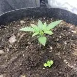 Z-UP Fast buds - 1st Autos