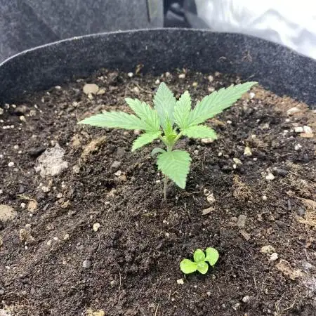 Z-UP Fast buds - 1st Autos