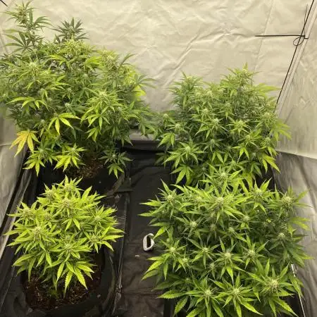 Z-UP Fast buds - 1st Autos