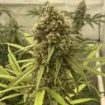 First Indoor SLH-Acapulco Gold-Biscotti