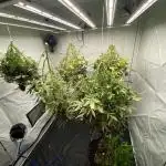 Z-UP Fast buds - 1st Autos