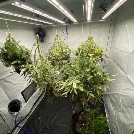 Z-UP Fast buds - 1st Autos