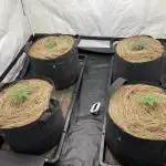 Z-UP Fast buds - 1st Autos