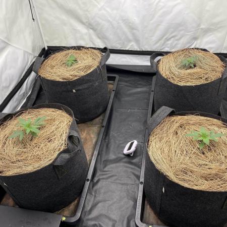 Z-UP Fast buds - 1st Autos