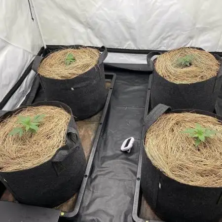 Z-UP Fast buds - 1st Autos