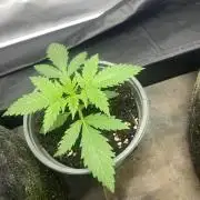 Punch Pie - Kritikal Bilbo - Candygaz