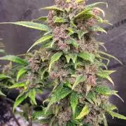 Mix pack auto run from 42 fast buds