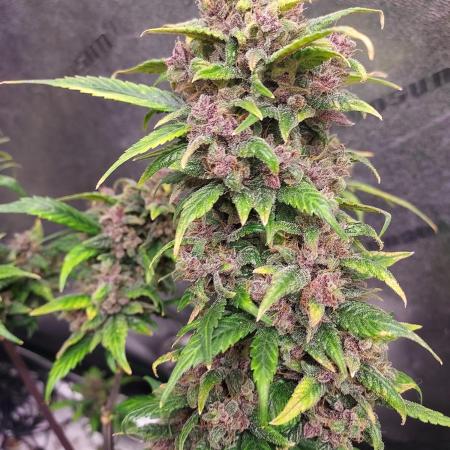 Mix pack auto run from 42 fast buds