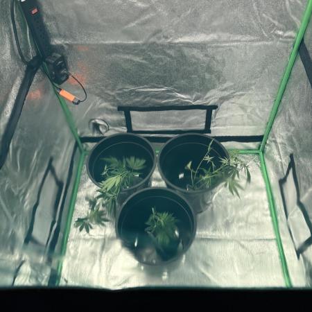 First time growing in 3x3x6 tent