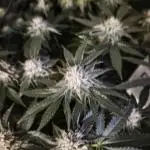Bunch of (mostly) sativa ladies