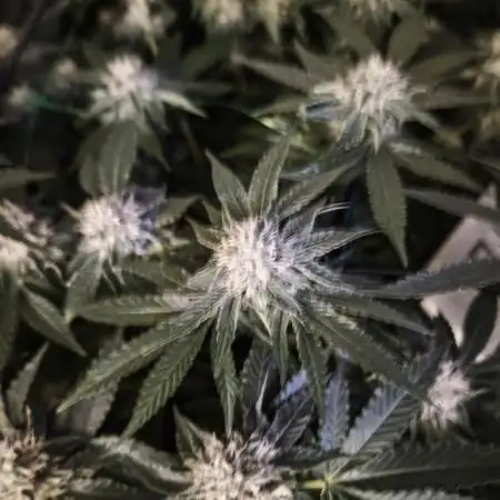 Bunch of (mostly) sativa ladies