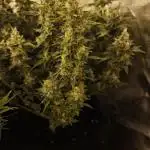 Bunch of (mostly) sativa ladies