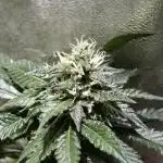 Bunch of (mostly) sativa ladies