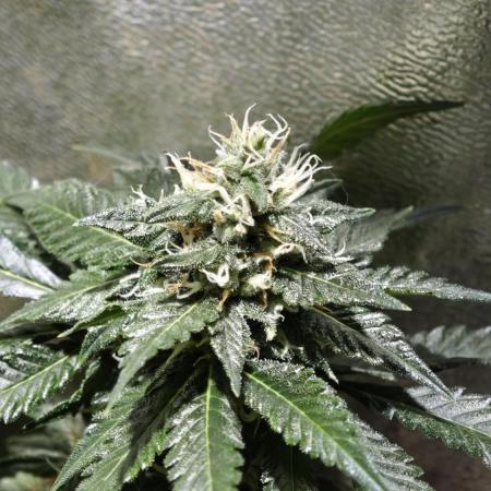 Bunch of (mostly) sativa ladies